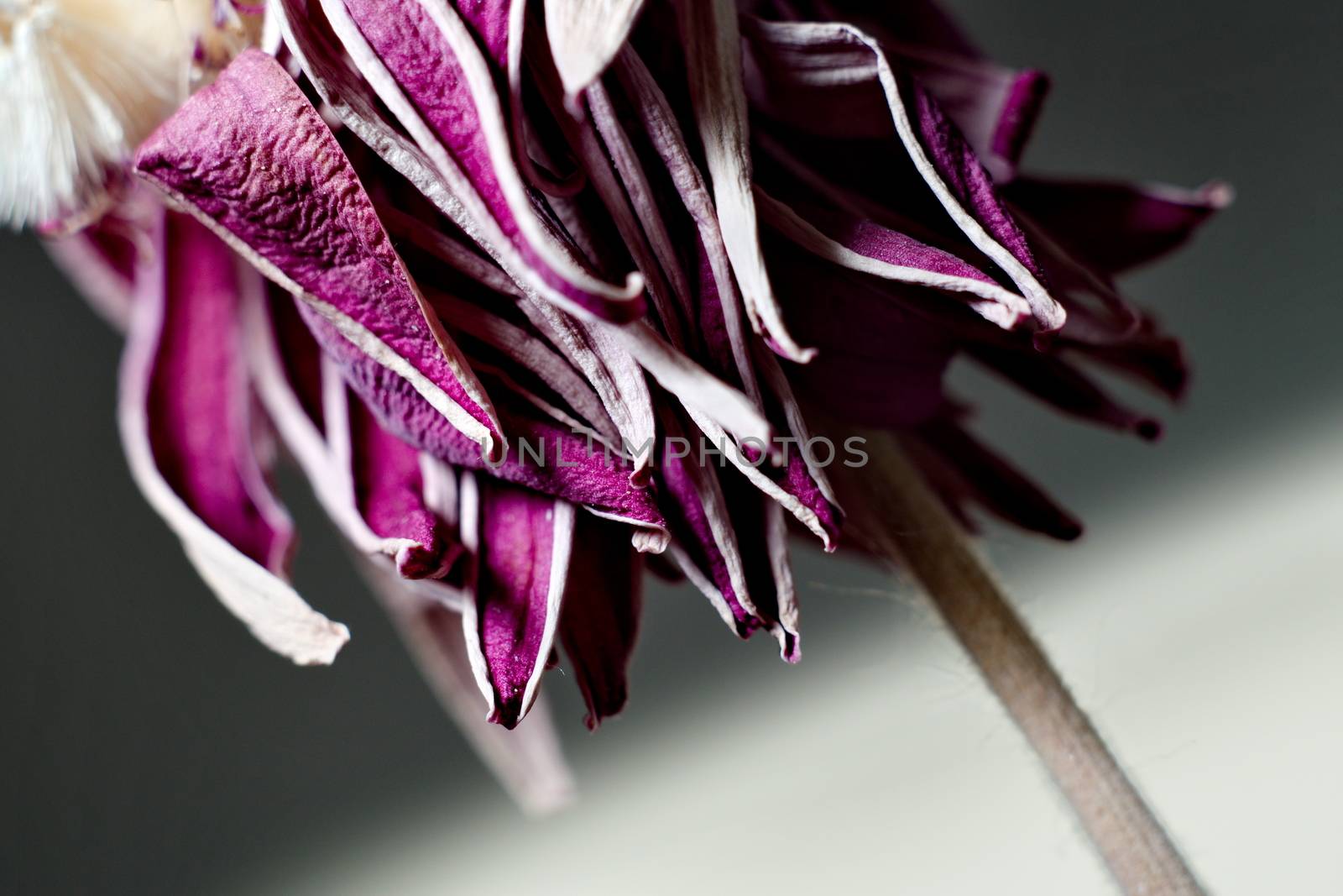 Purple withered flower