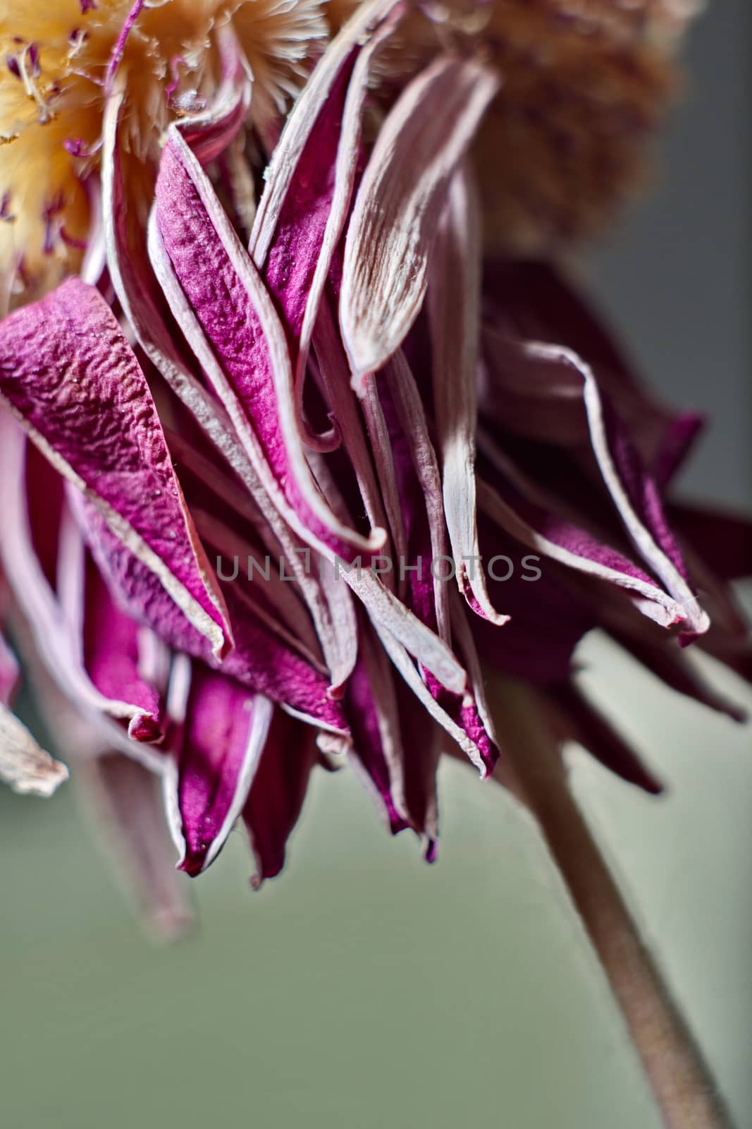 Purple withered flower by anderm