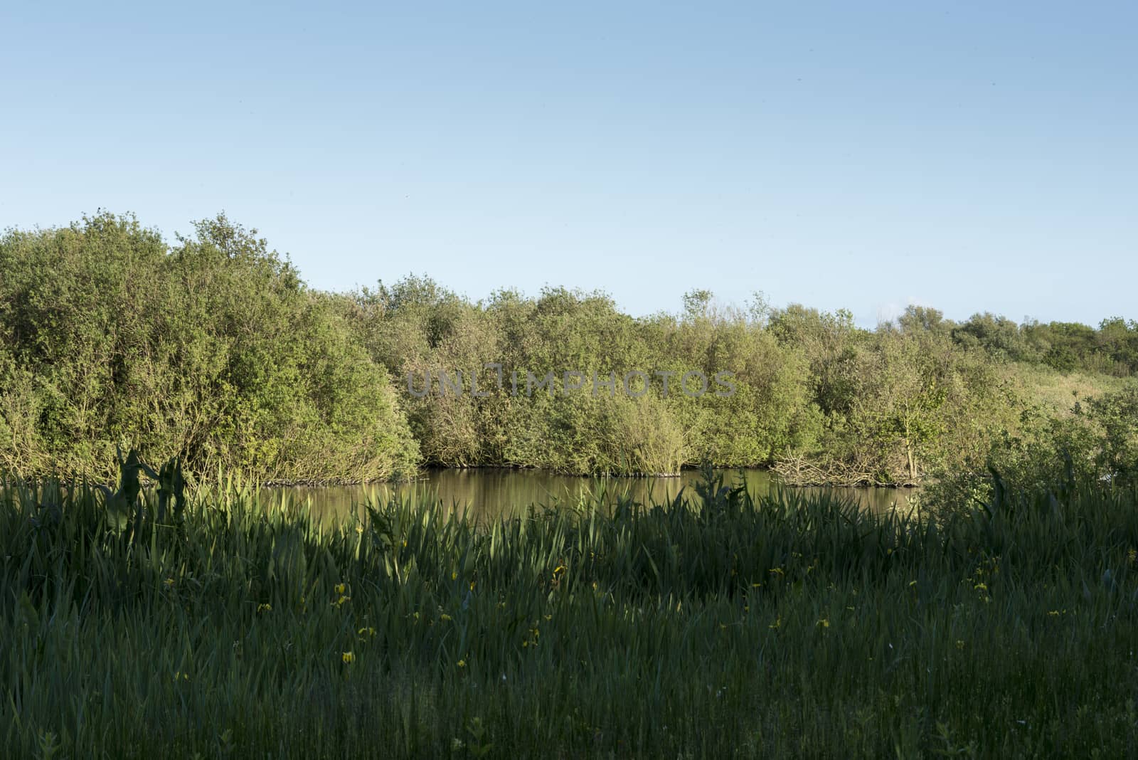 pond with green grass in wild landscape Holland