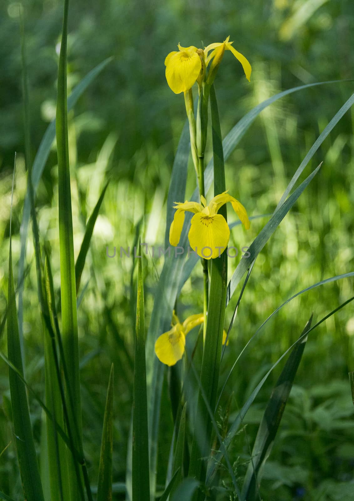 yellow iris by compuinfoto