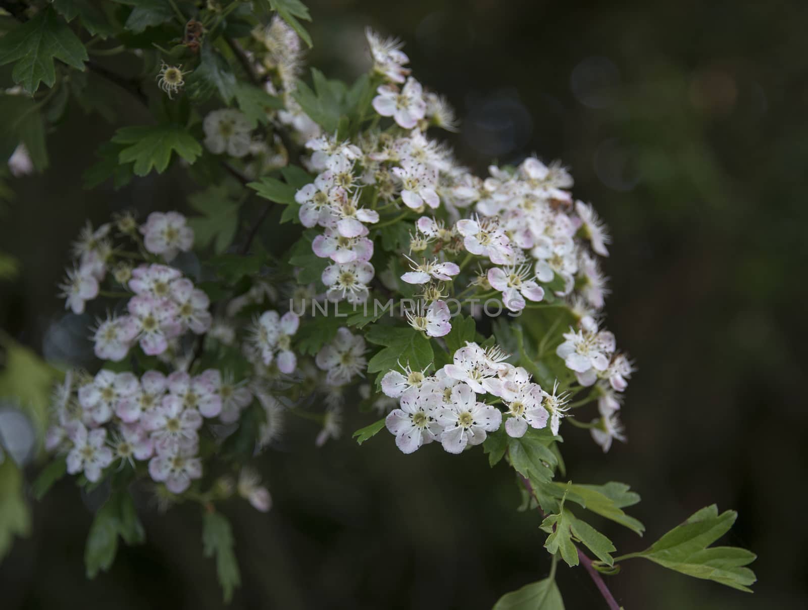 closeup of small blossom flowers