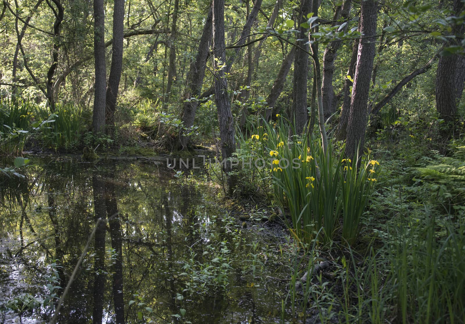 pond in forest