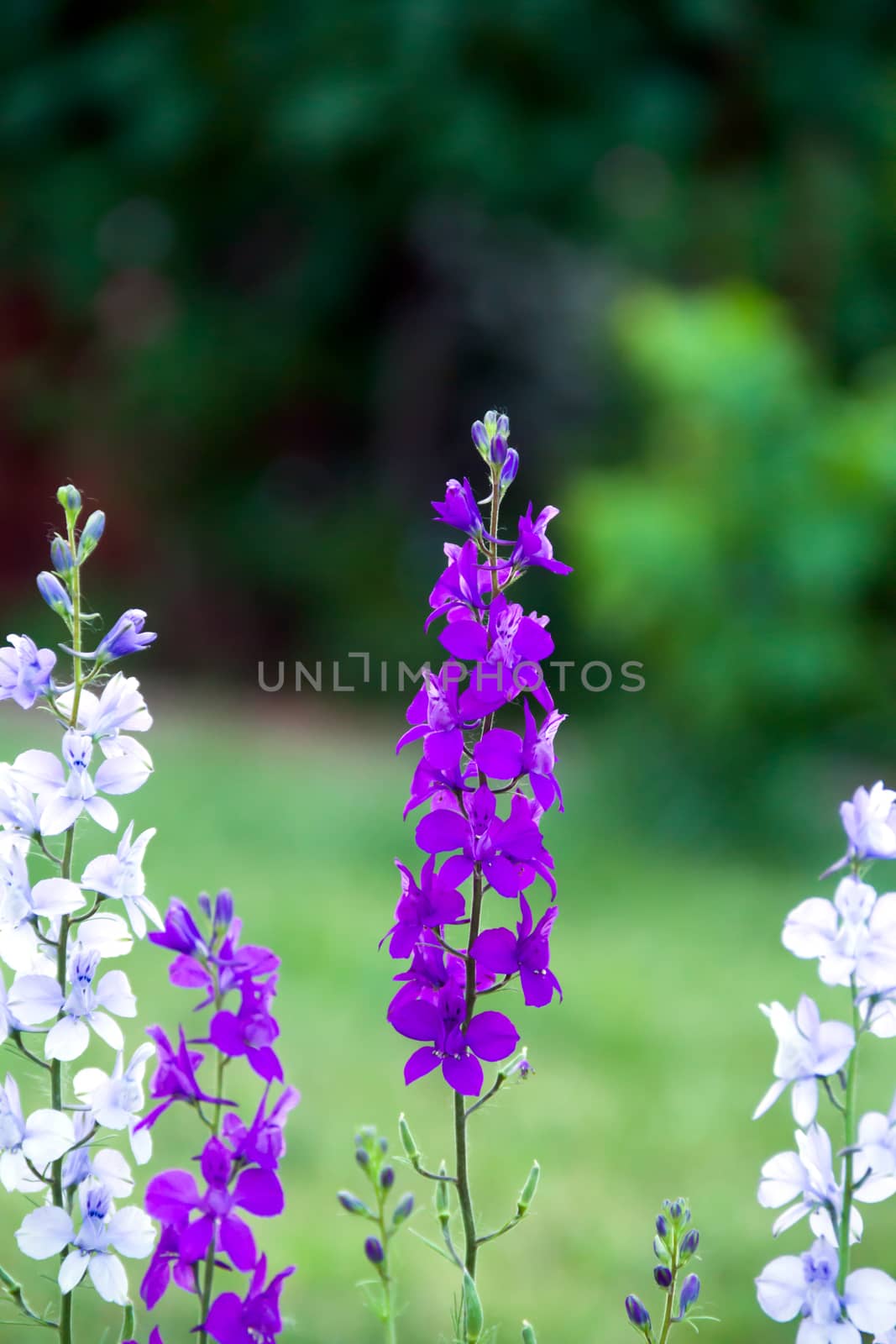 violet, white and blue Delphinium in the garden