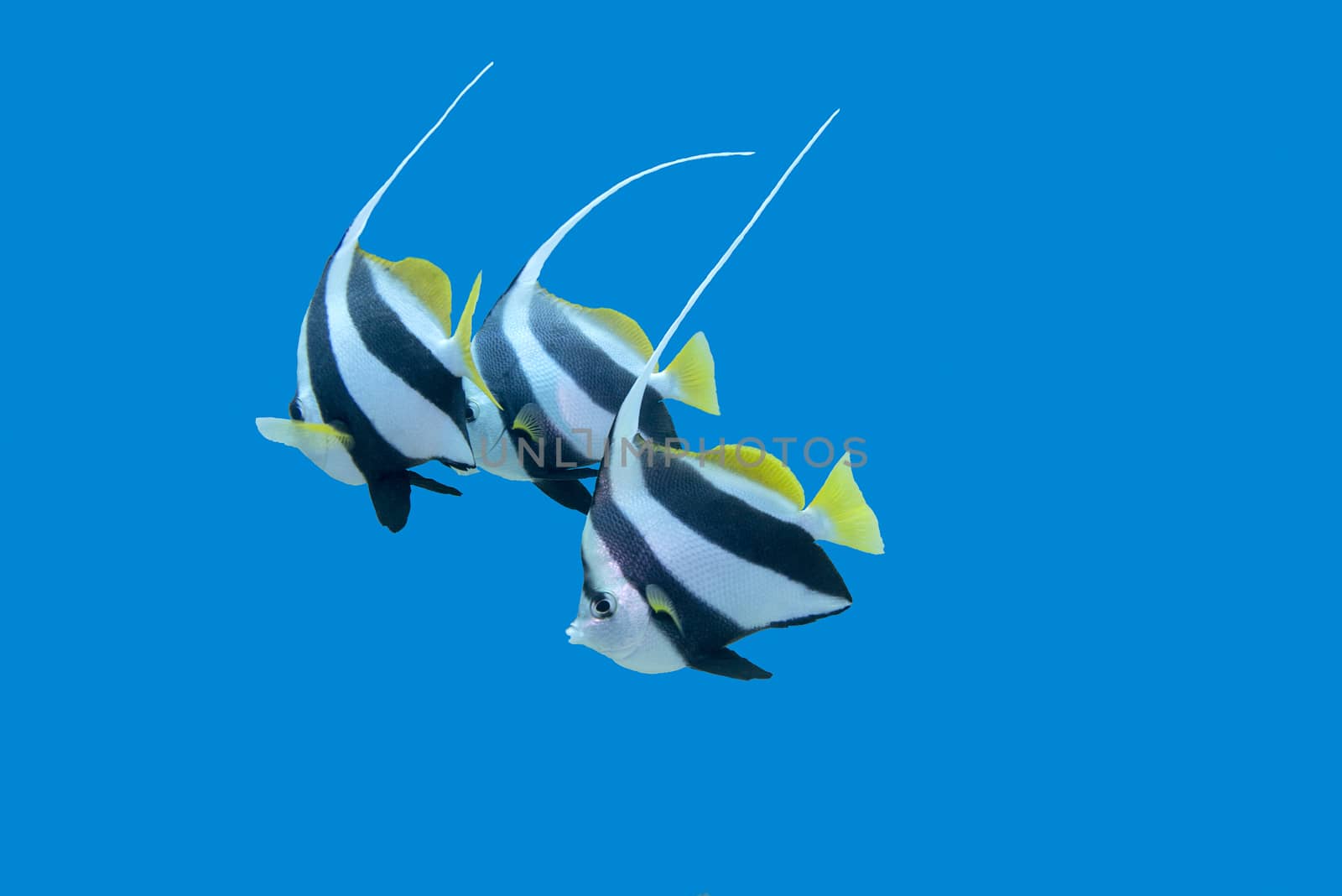  bannerfishes in tropical sea on a background of blue water, underwater