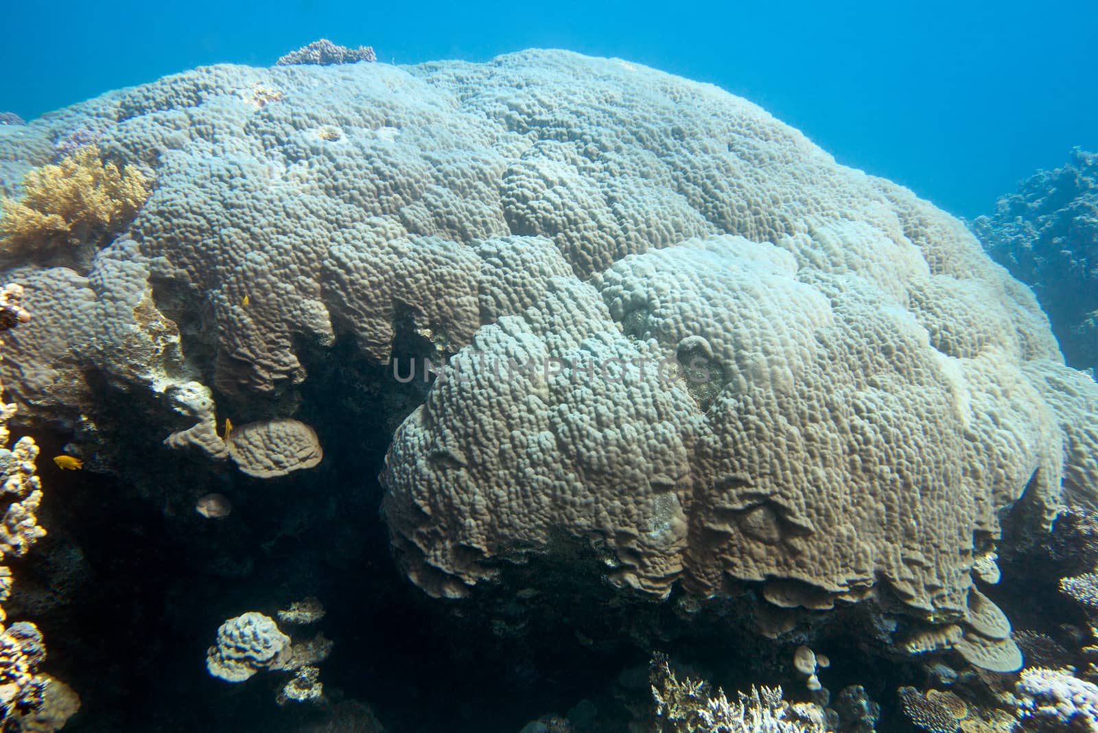 coral reef with great mountain coral at the bottom of tropical sea, underwater