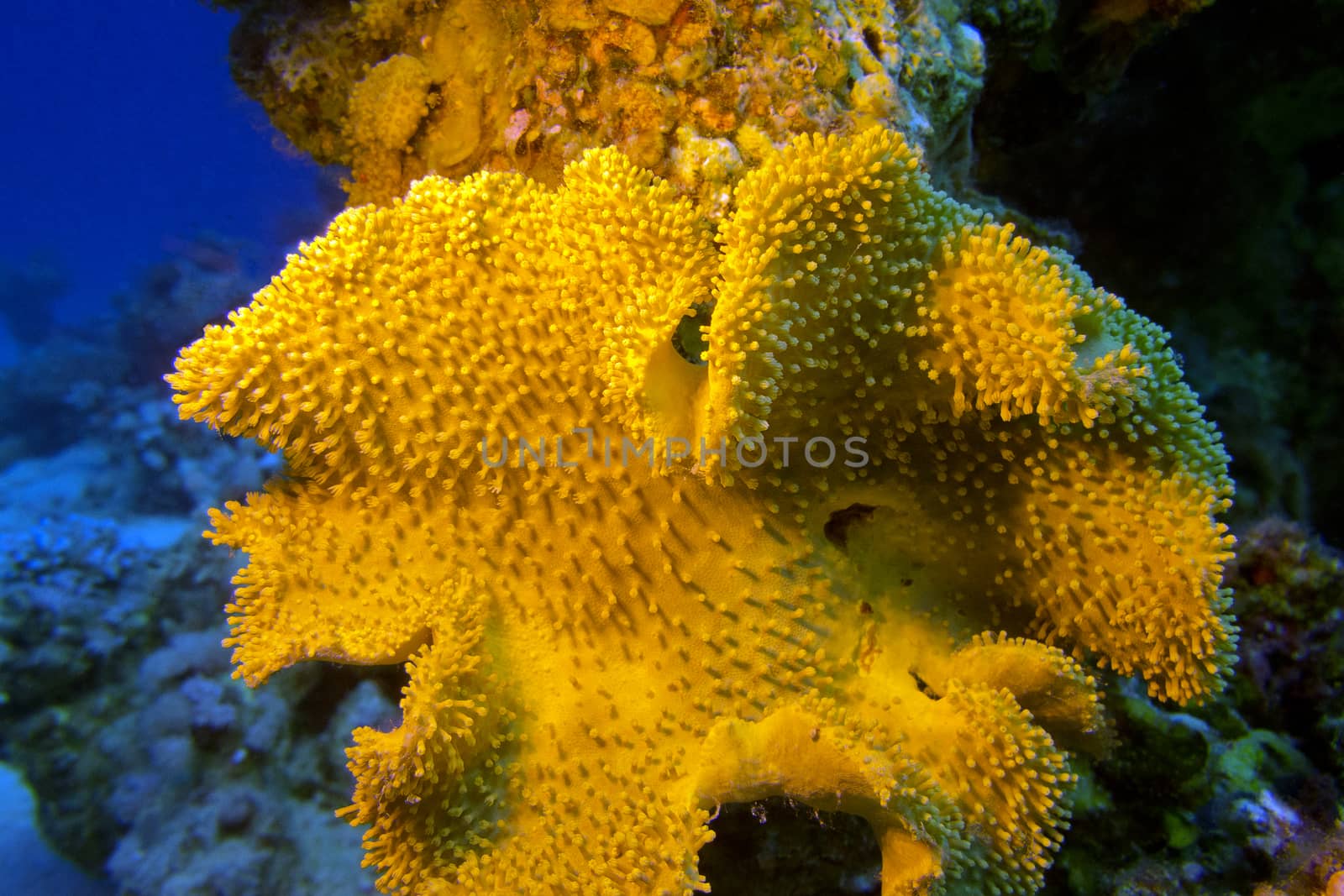 coral reef with great yellow mushroom leather coral at the bottom of tropical sea