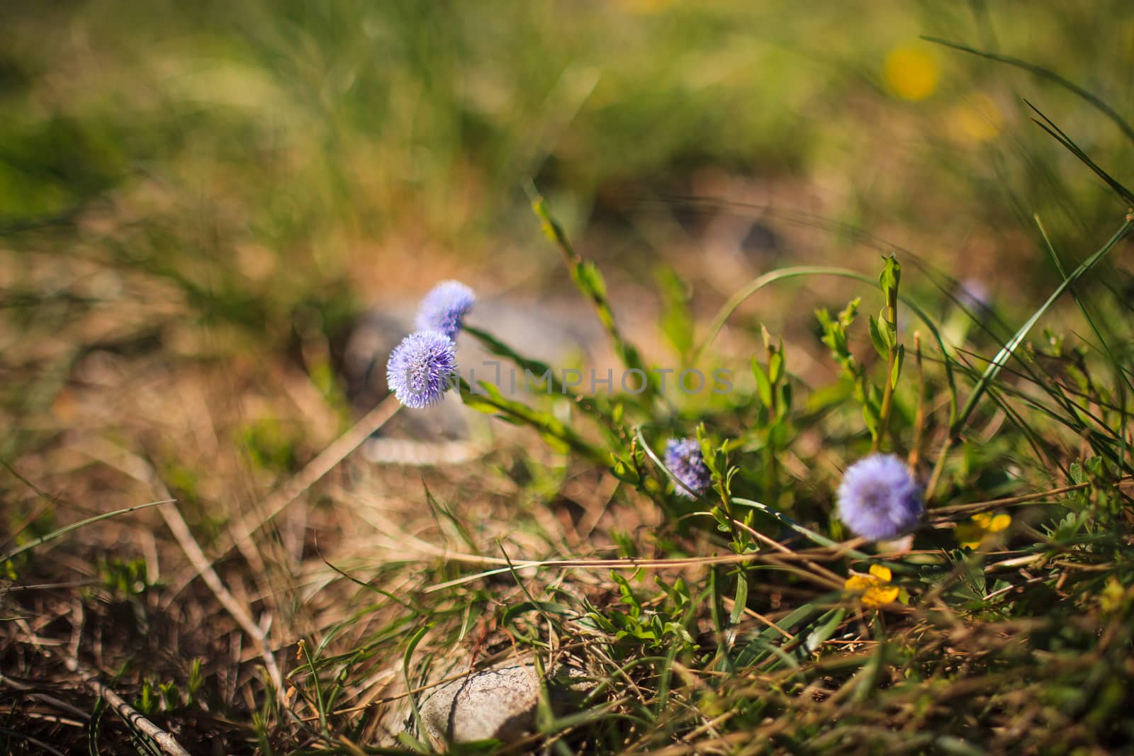 Globularia Cordifolia L. flowers in the countryside