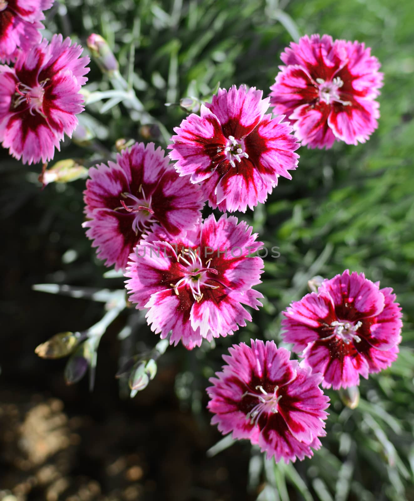 Group of boldly striped pink carnation flowers