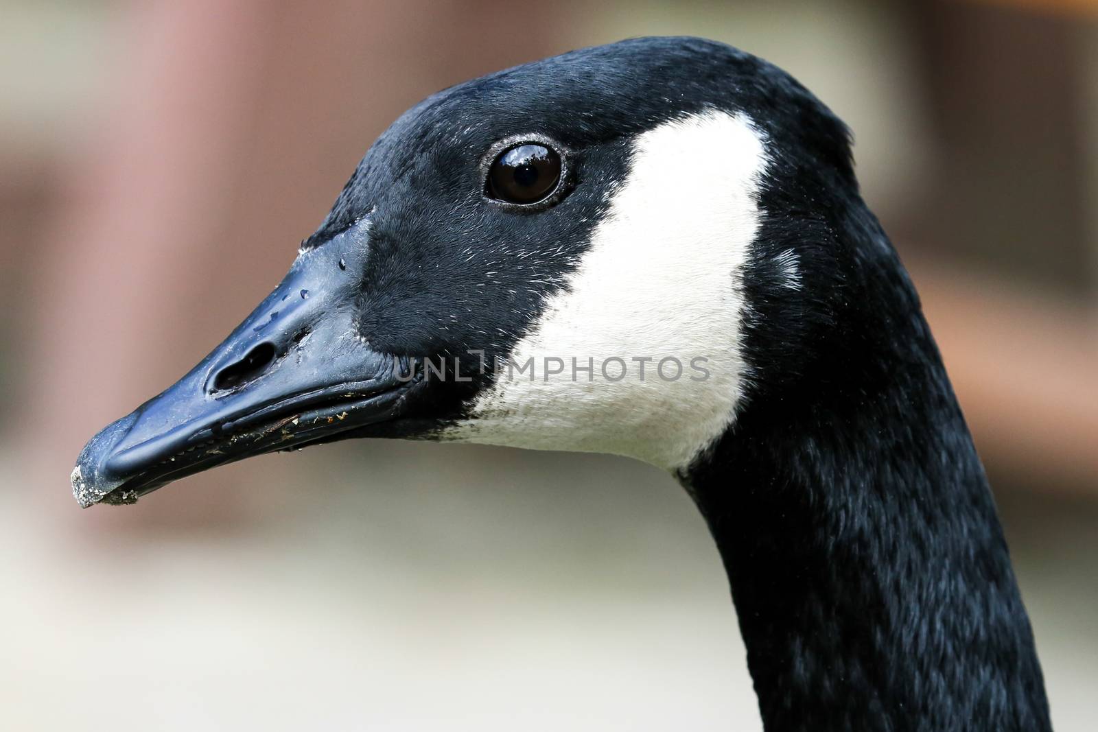 Portrait of a Canada Goose by fouroaks