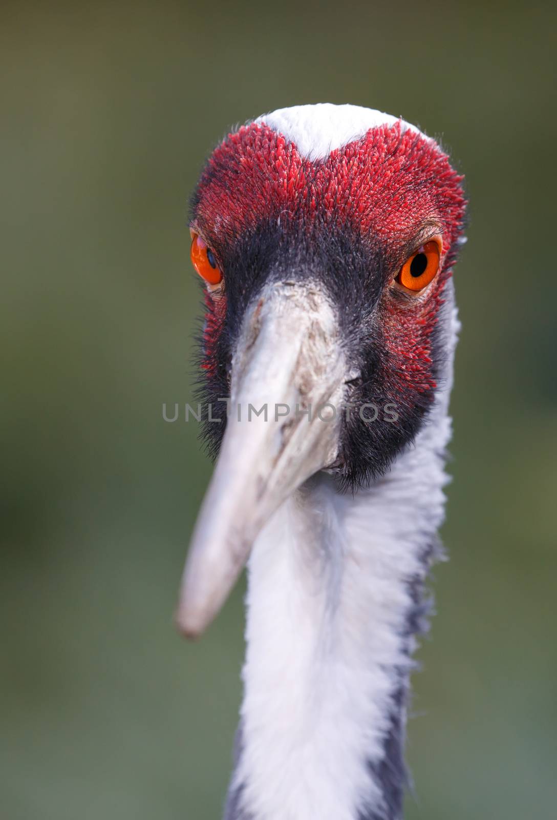 Portrait of a beautiful white-naped crane bird with a long beak