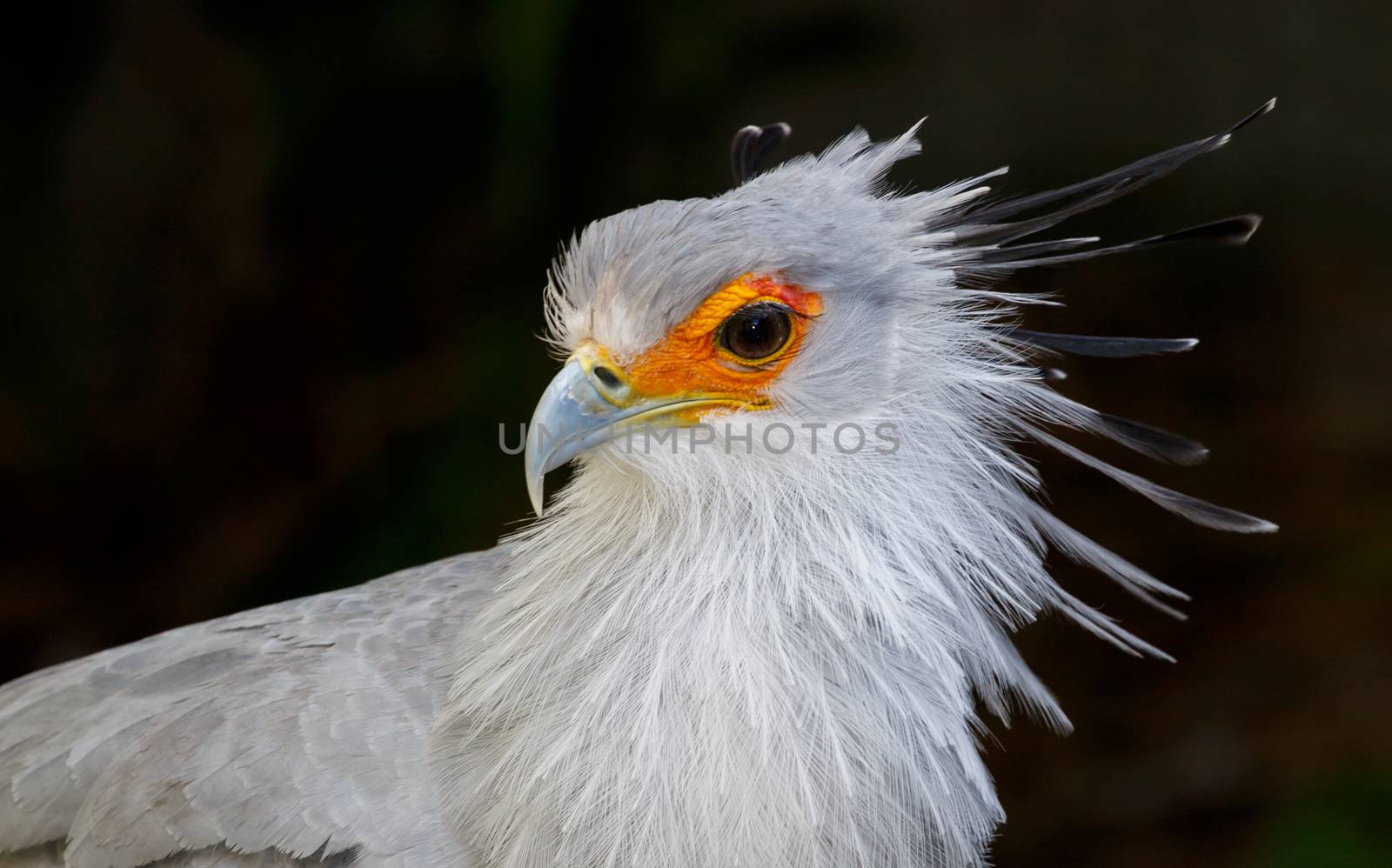 Portrait of a Secretary Bird of Prey with orange face and beautiful crested feathers