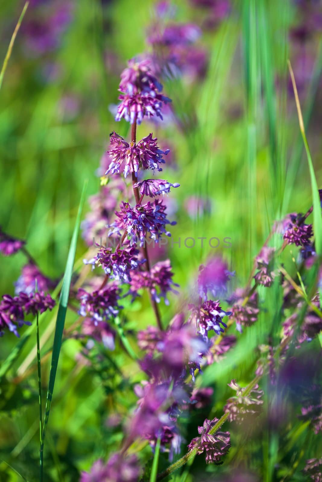 Wild violet flower on green meadow