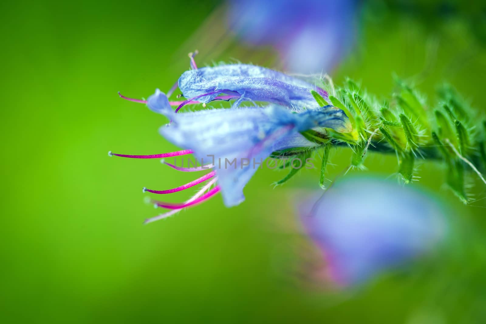 Wild violet flower on green meadow