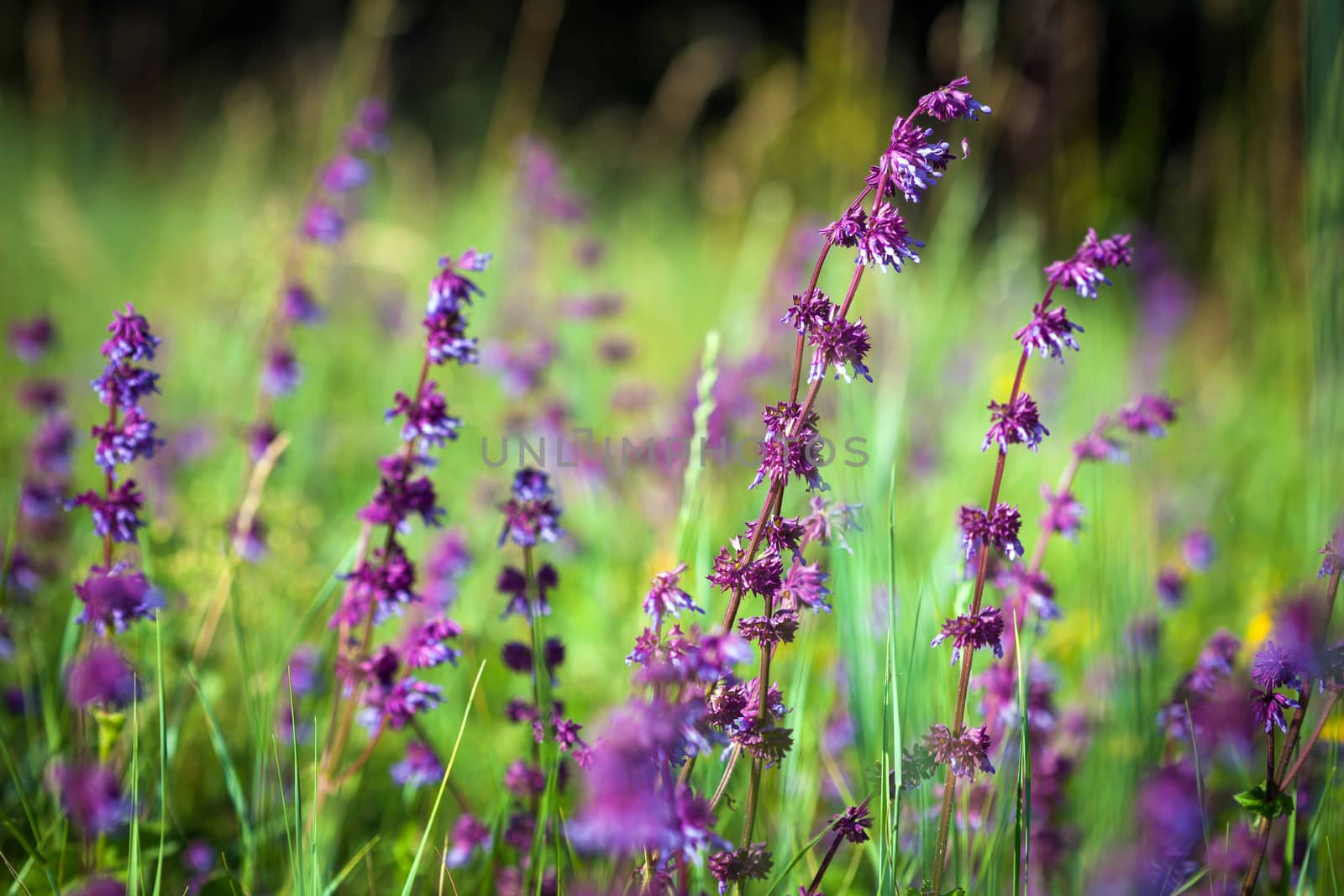 Wild violet flower on green meadow