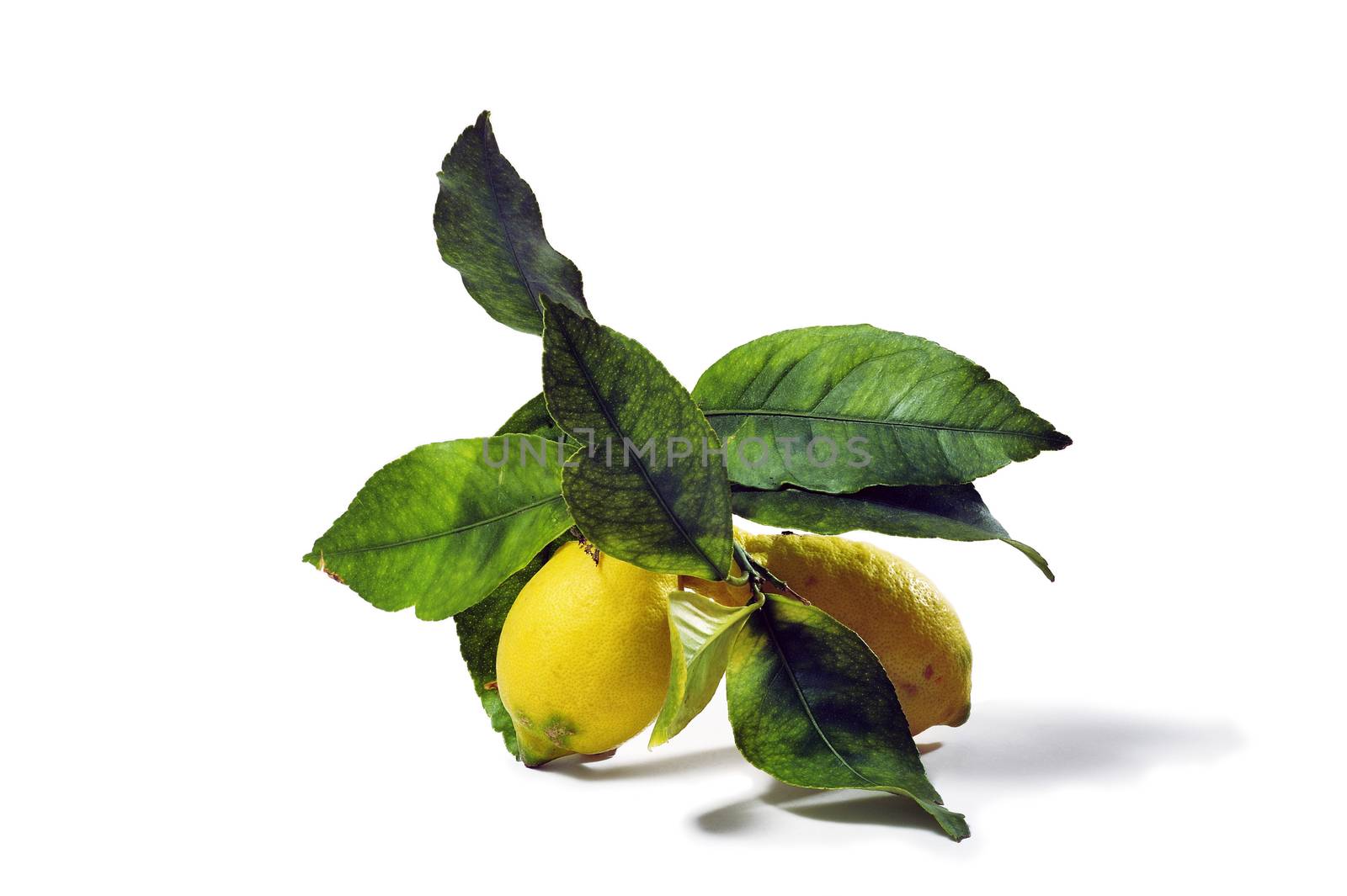 lemons with leaves isolated on white background