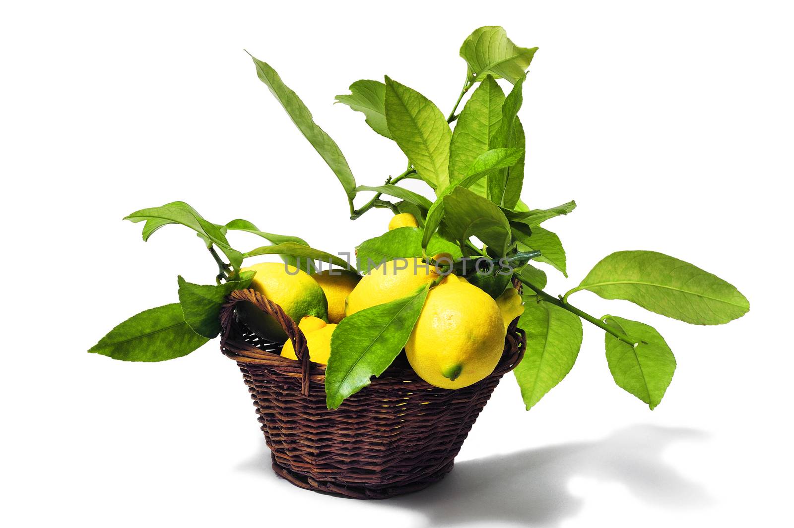 lemons with leaves isolated on white background