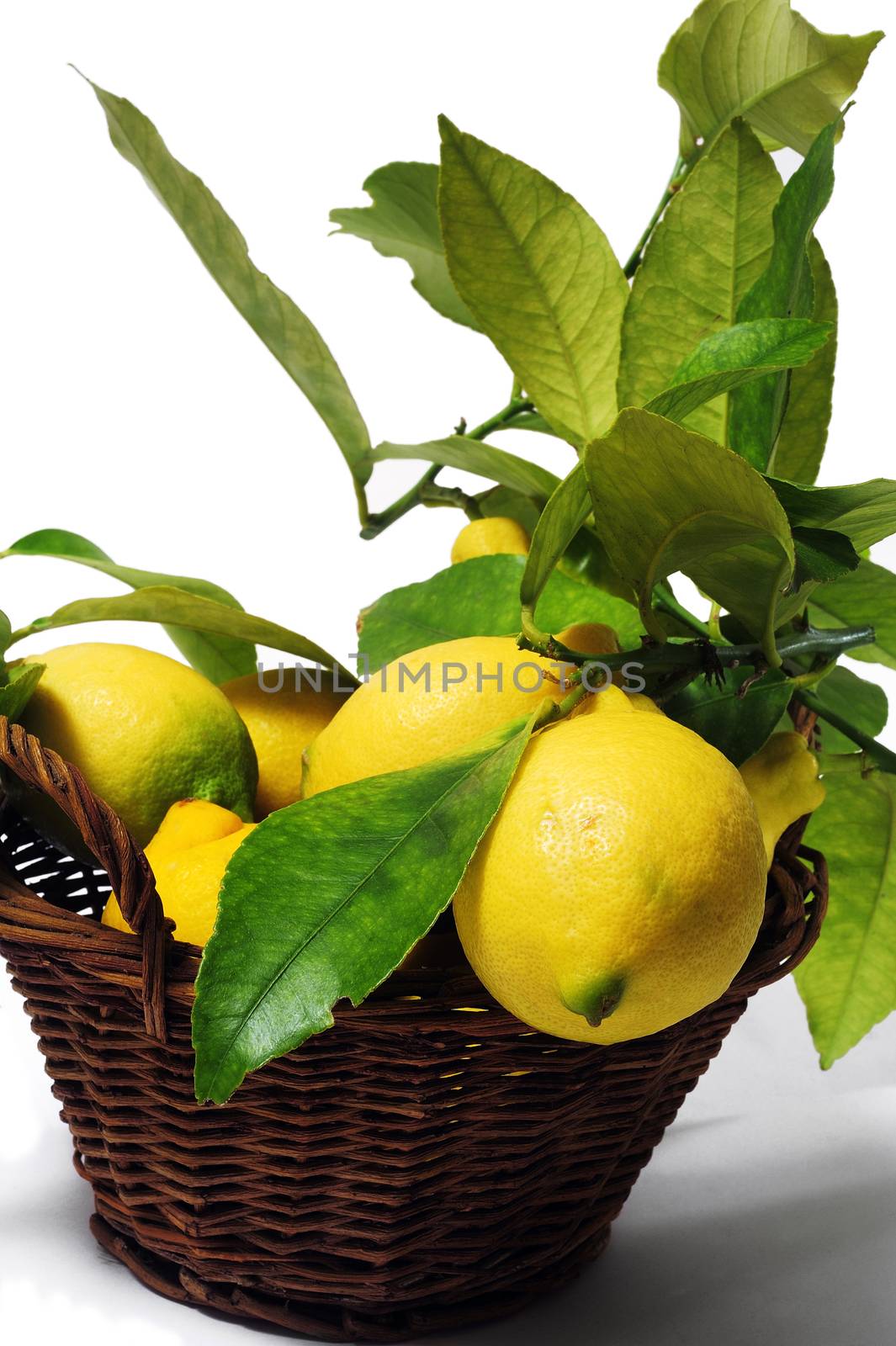 lemons with leaves isolated on white background