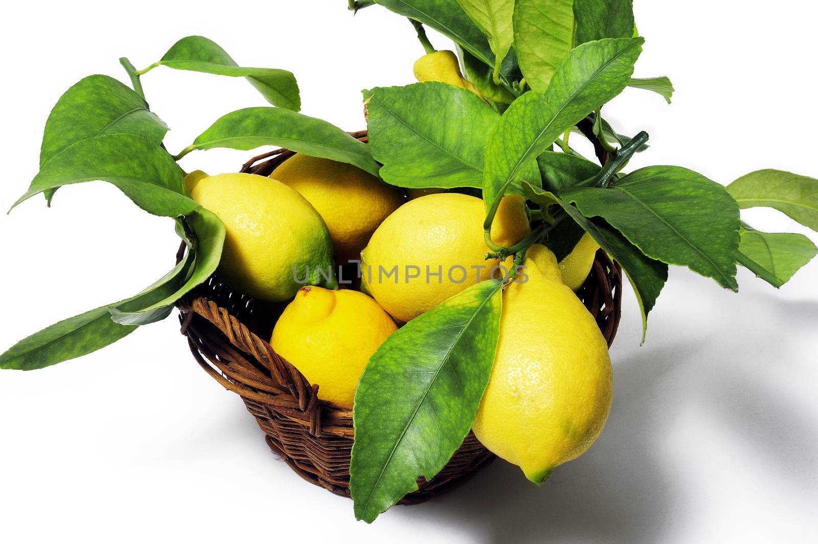 lemons with leaves isolated on white background