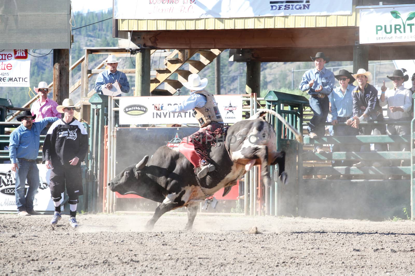 MERRITT, B.C. CANADA - May 30, 2015: Bull rider riding in the first of The 3nd Annual Ty Pozzobon Invitational PBR Event.