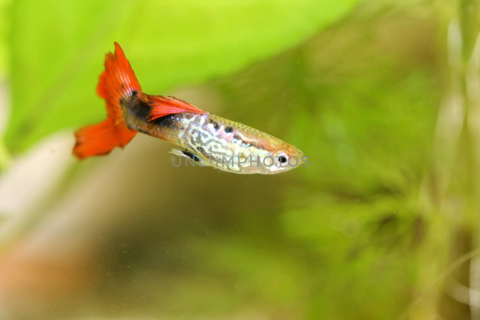 A male guppy (Poecilia reticulata), a popular freshwater aquarium fish