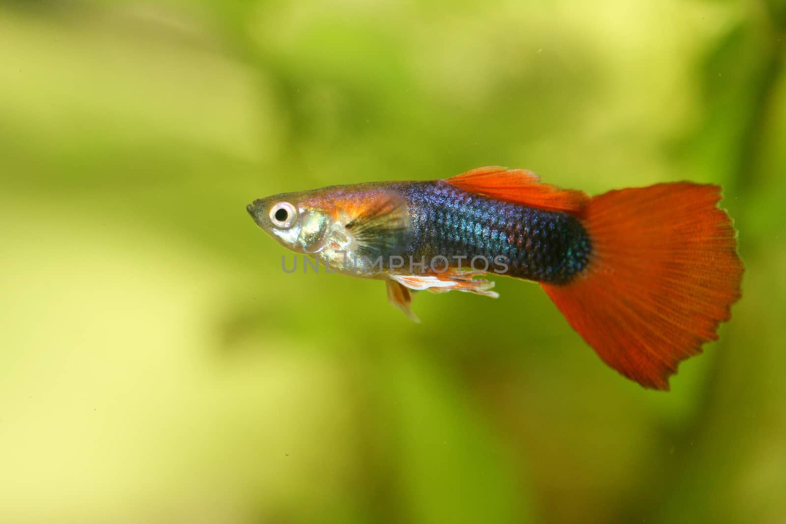 A male guppy (Poecilia reticulata), a popular freshwater aquarium fish