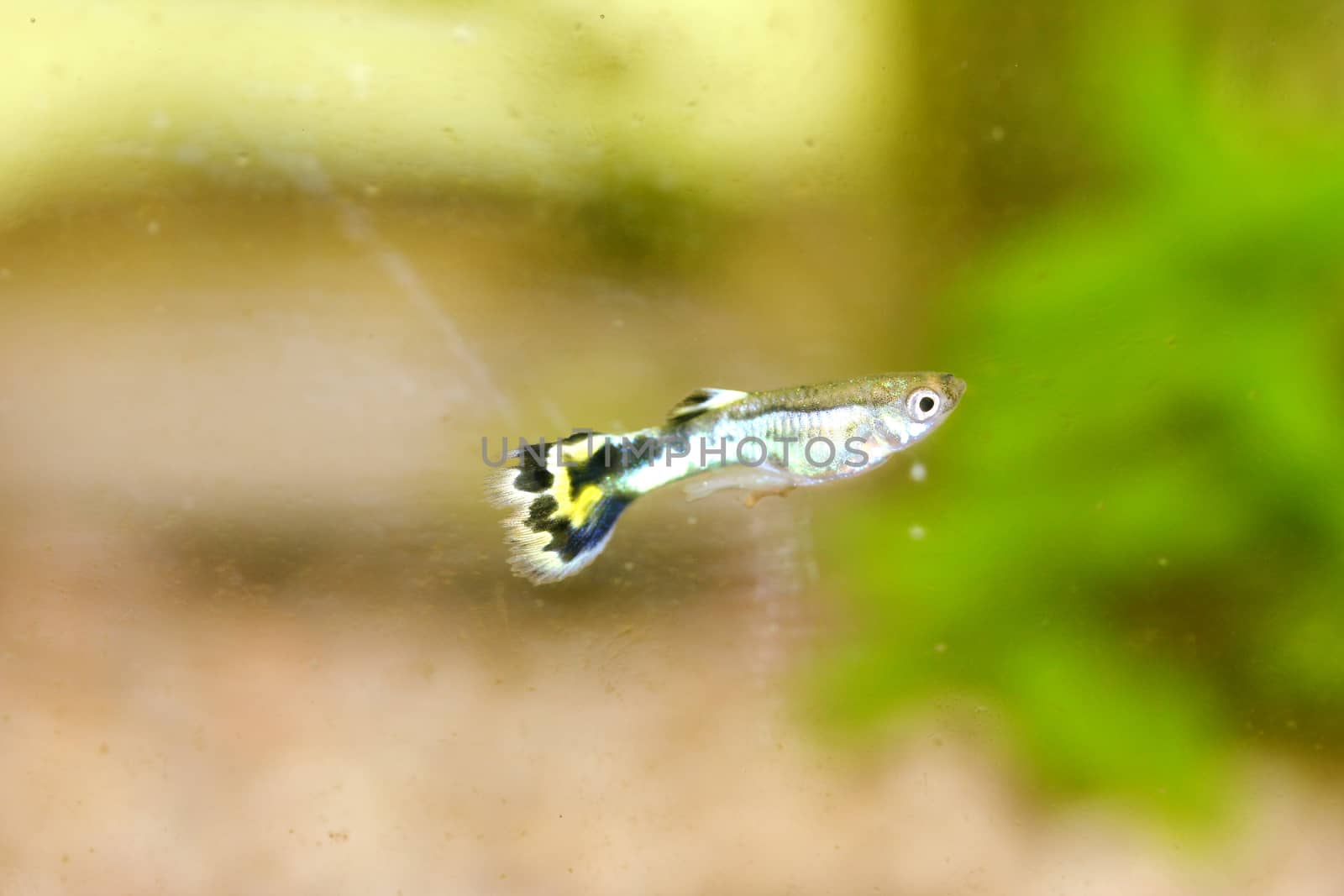 A male guppy (Poecilia reticulata), a popular freshwater aquarium fish