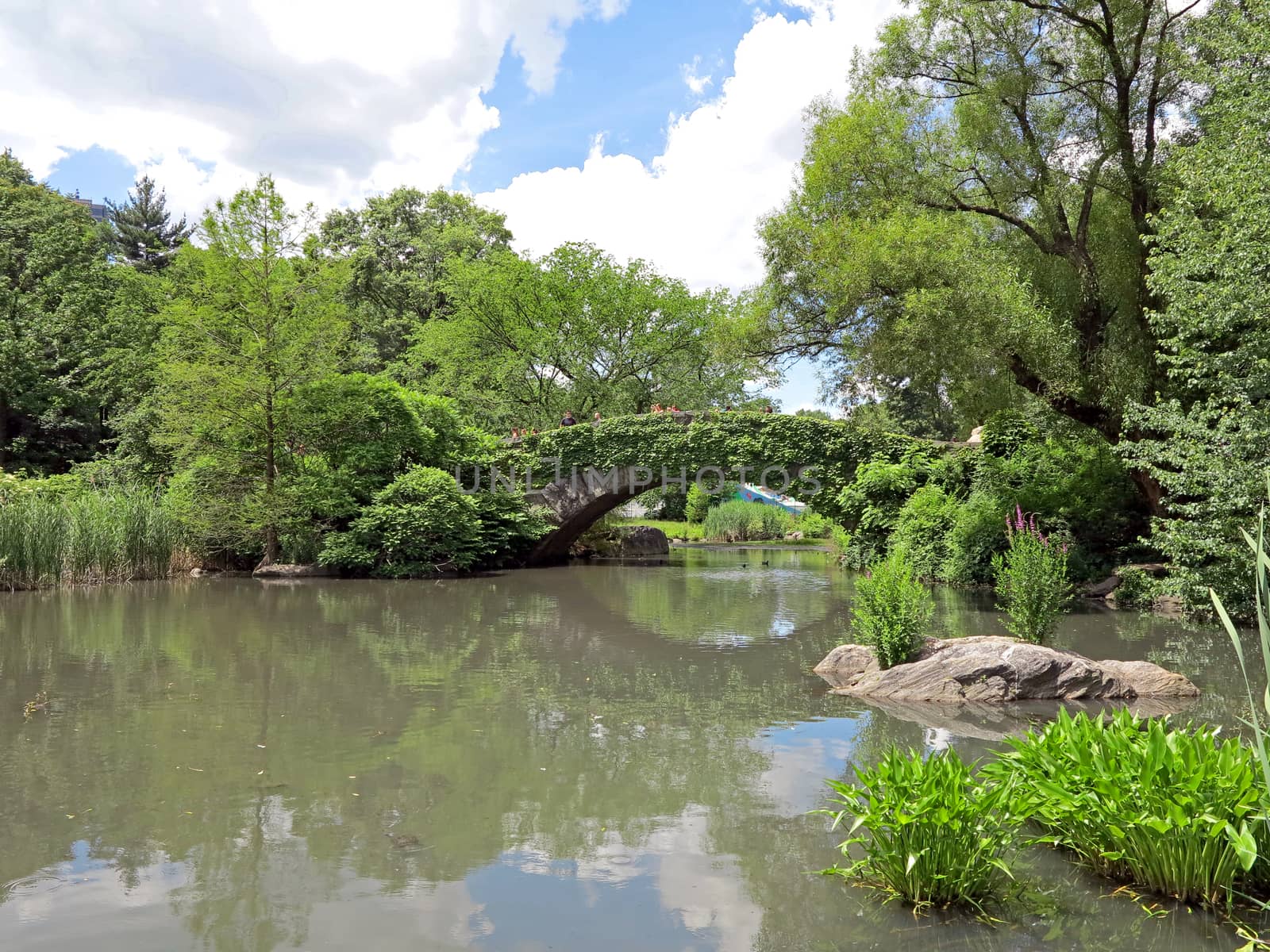 A bridge with ivy over a river