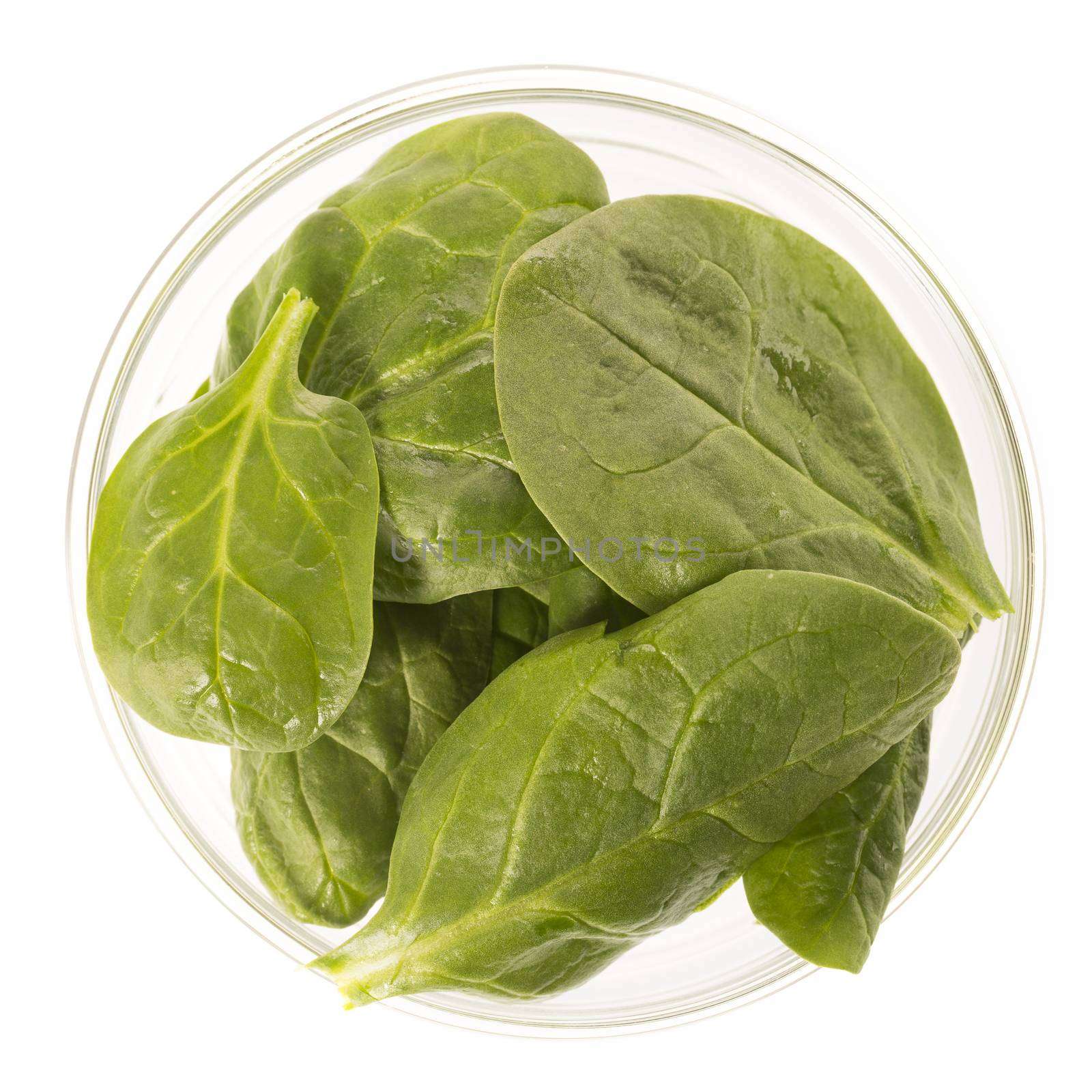 Baby Spinach Leaves Isolated by charlotteLake