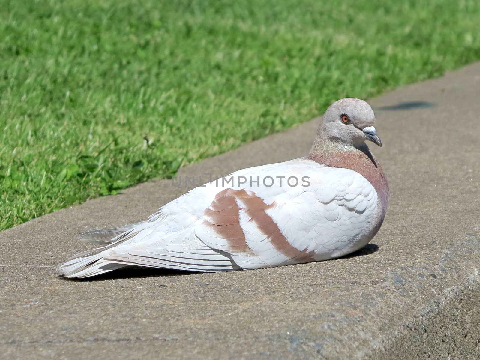 Brown and White Pigeon by quackersnaps