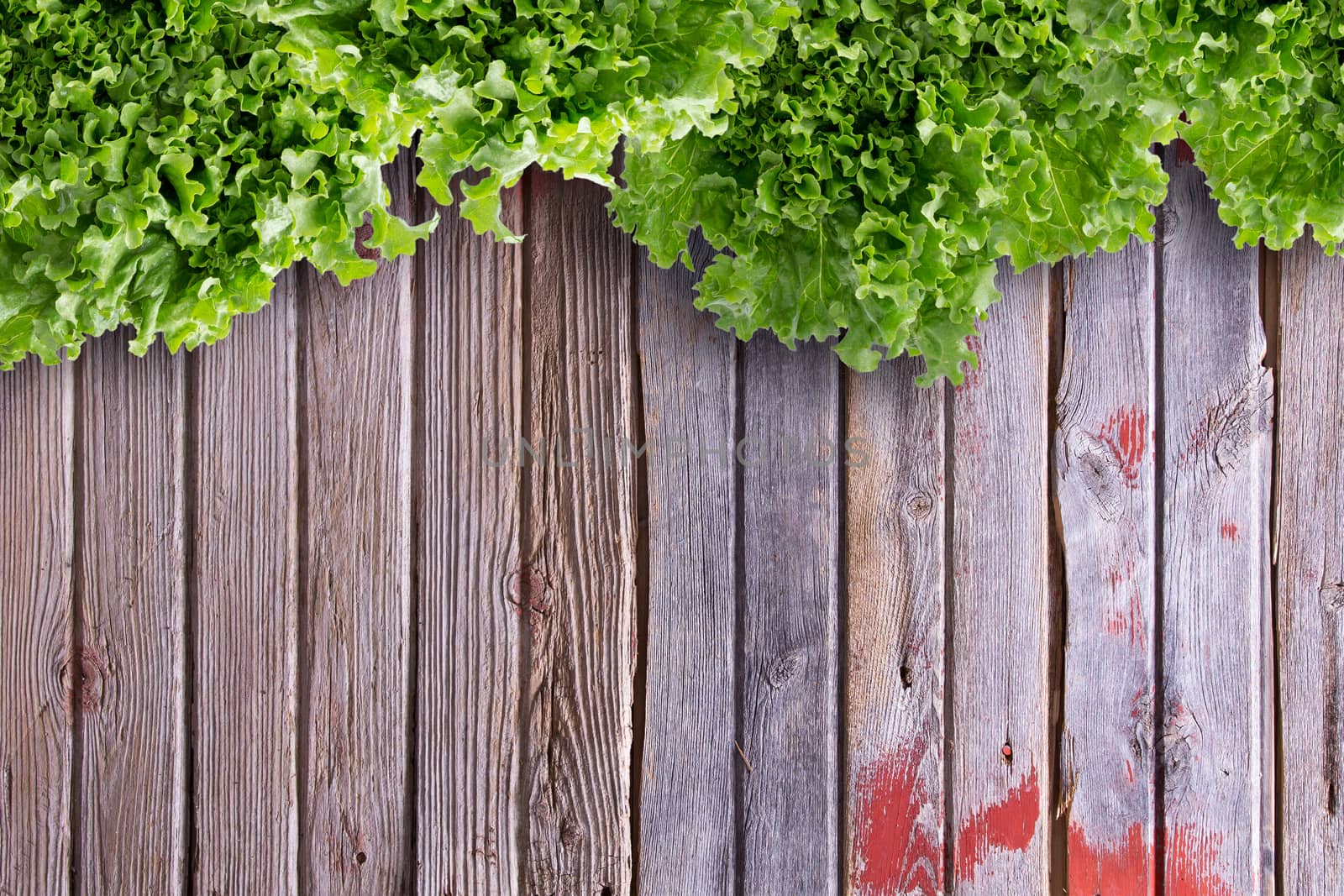 Overhead Border View of Lettuces on Market Table by coskun