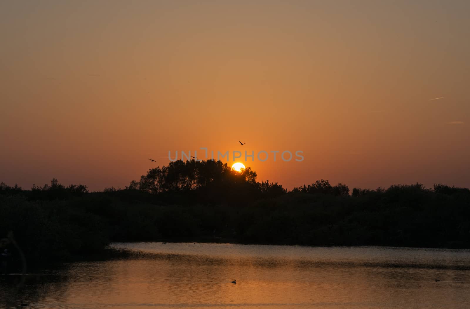 lake in holland with evening sunset and birds fly with the sun as background