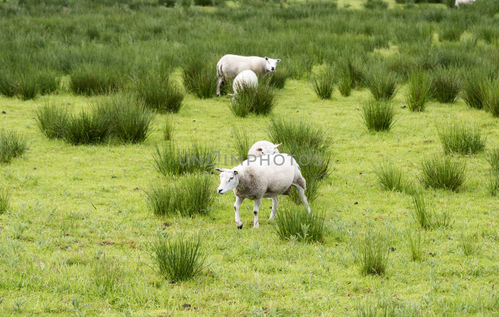 sheep grazing on field with green grass