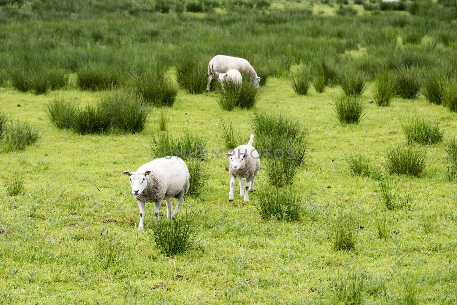sheep grazing on field with green grass