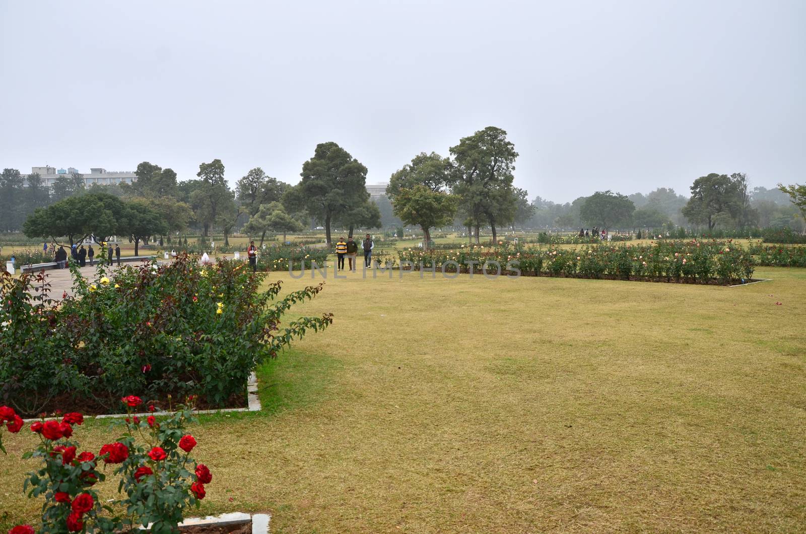 Chandigarh, India - January 4, 2015: Tourist visit Zakir Hussain Rose Garden in Chandigarh. by siraanamwong