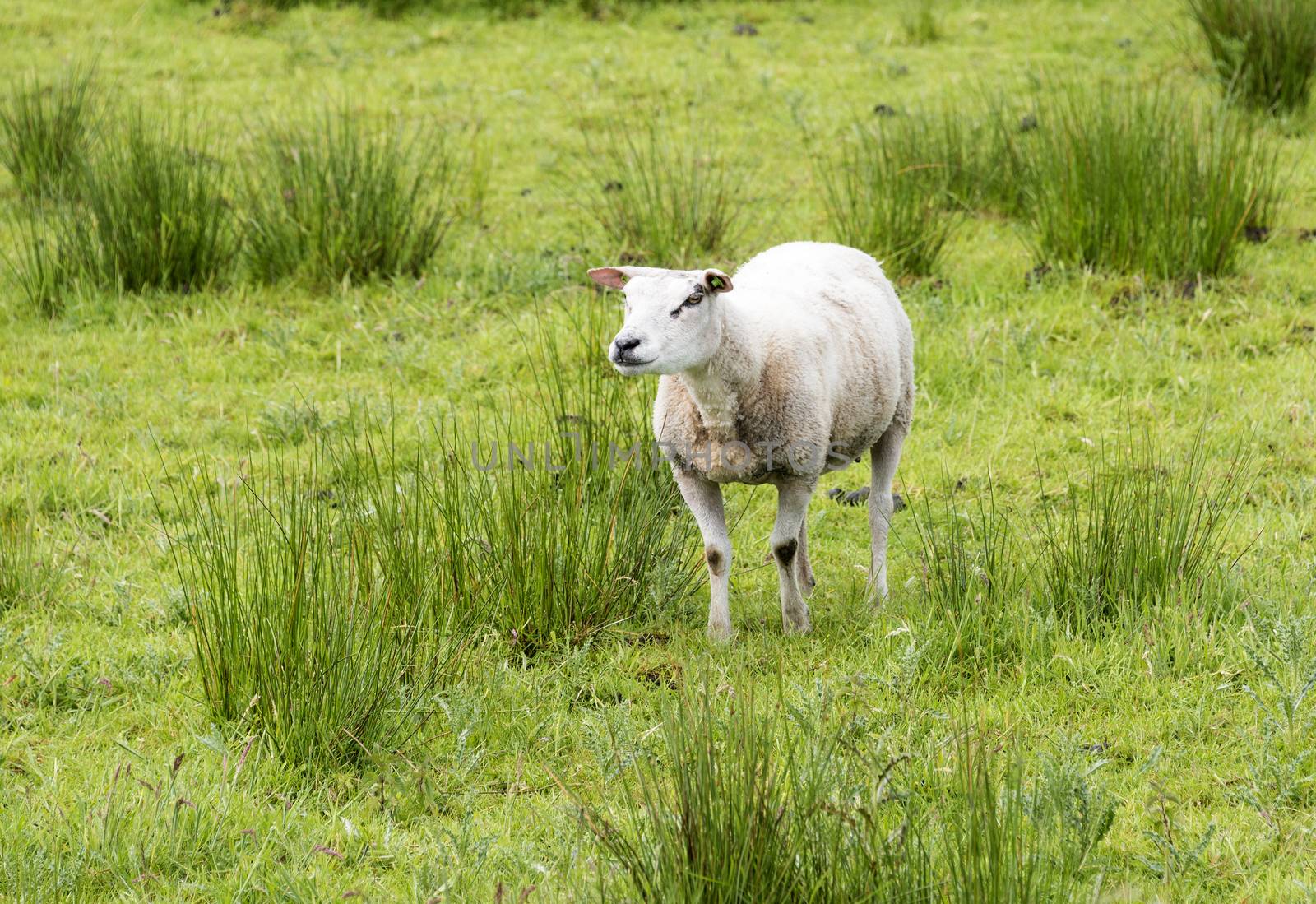 sheep animals by compuinfoto