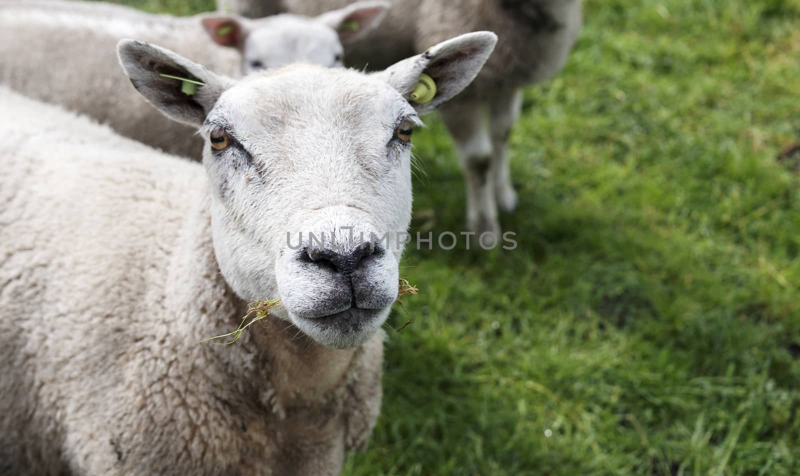 young sheep looking into the camera