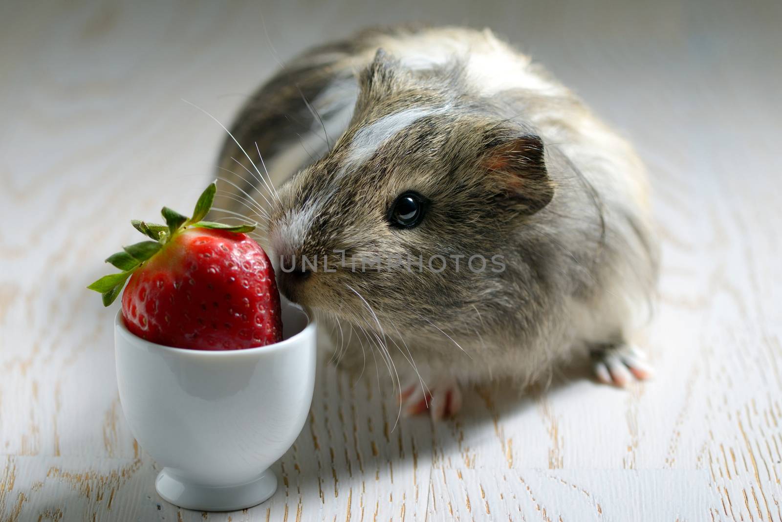 guinea pig eating a strawberry