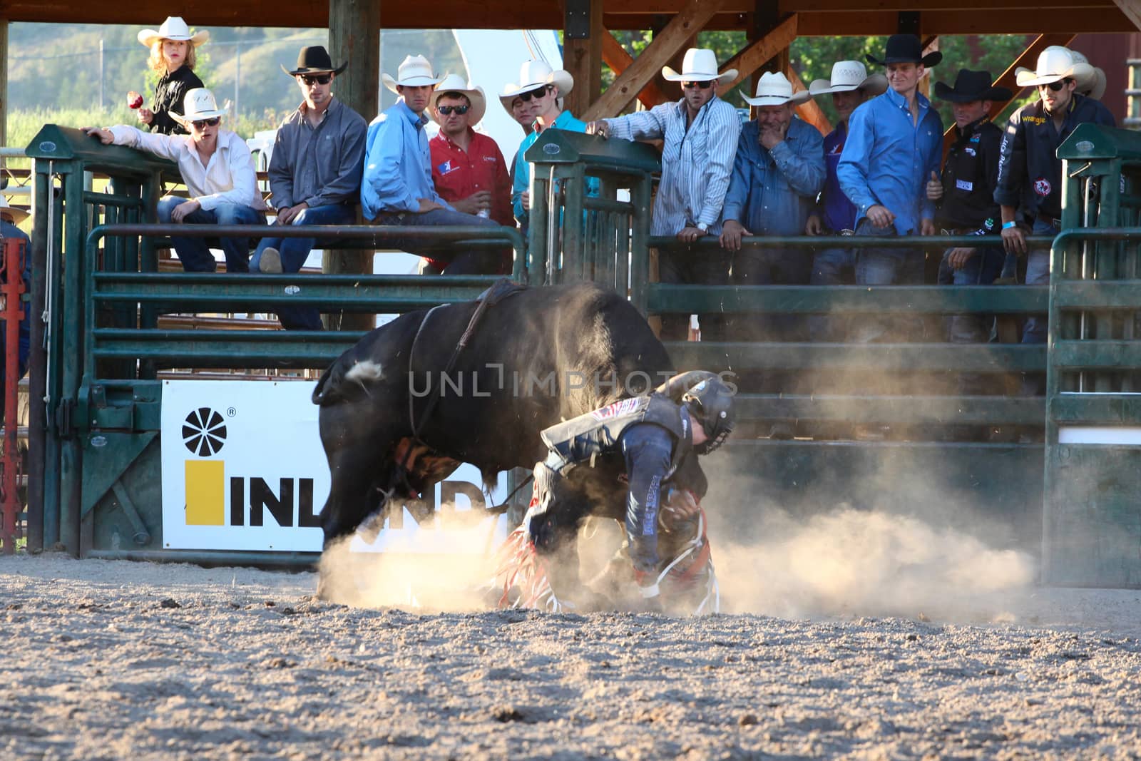 MERRITT, B.C. CANADA - May 30, 2015: Bull rider riding in the first round of The 3nd Annual Ty Pozzobon Invitational PBR Event.