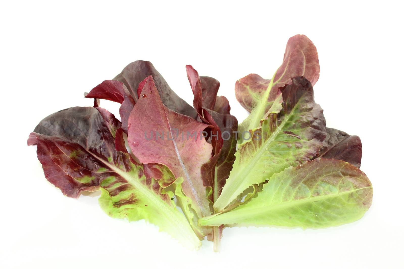 fresh red salad on a bright background