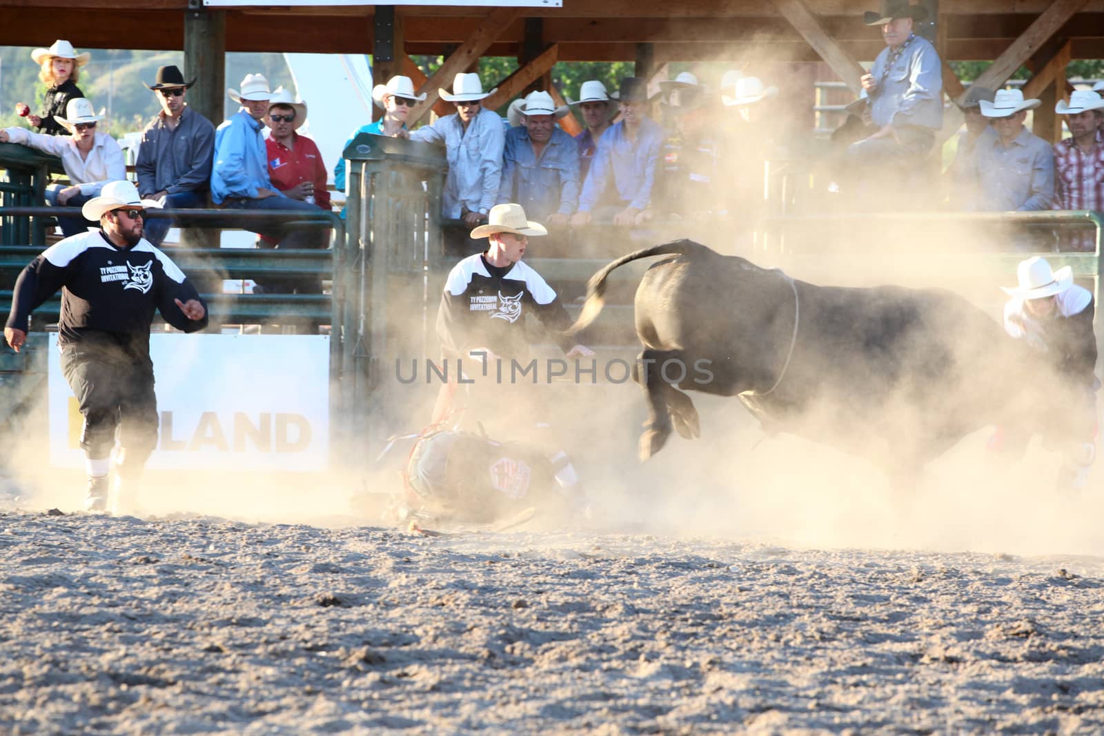 MERRITT, B.C. CANADA - May 30, 2015: Bull rider riding in the first round of The 3nd Annual Ty Pozzobon Invitational PBR Event.