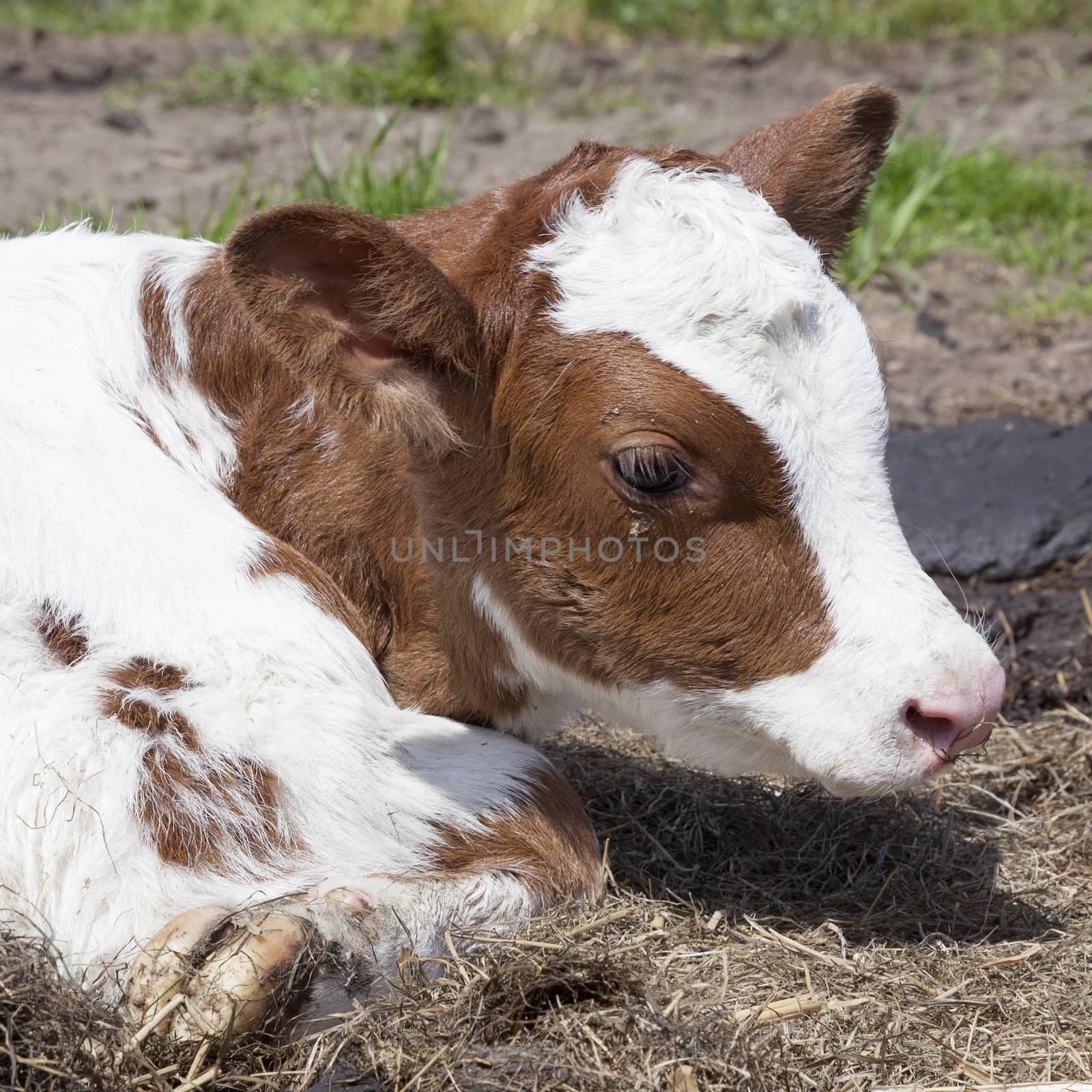 head of red and white calf in grass by ahavelaar