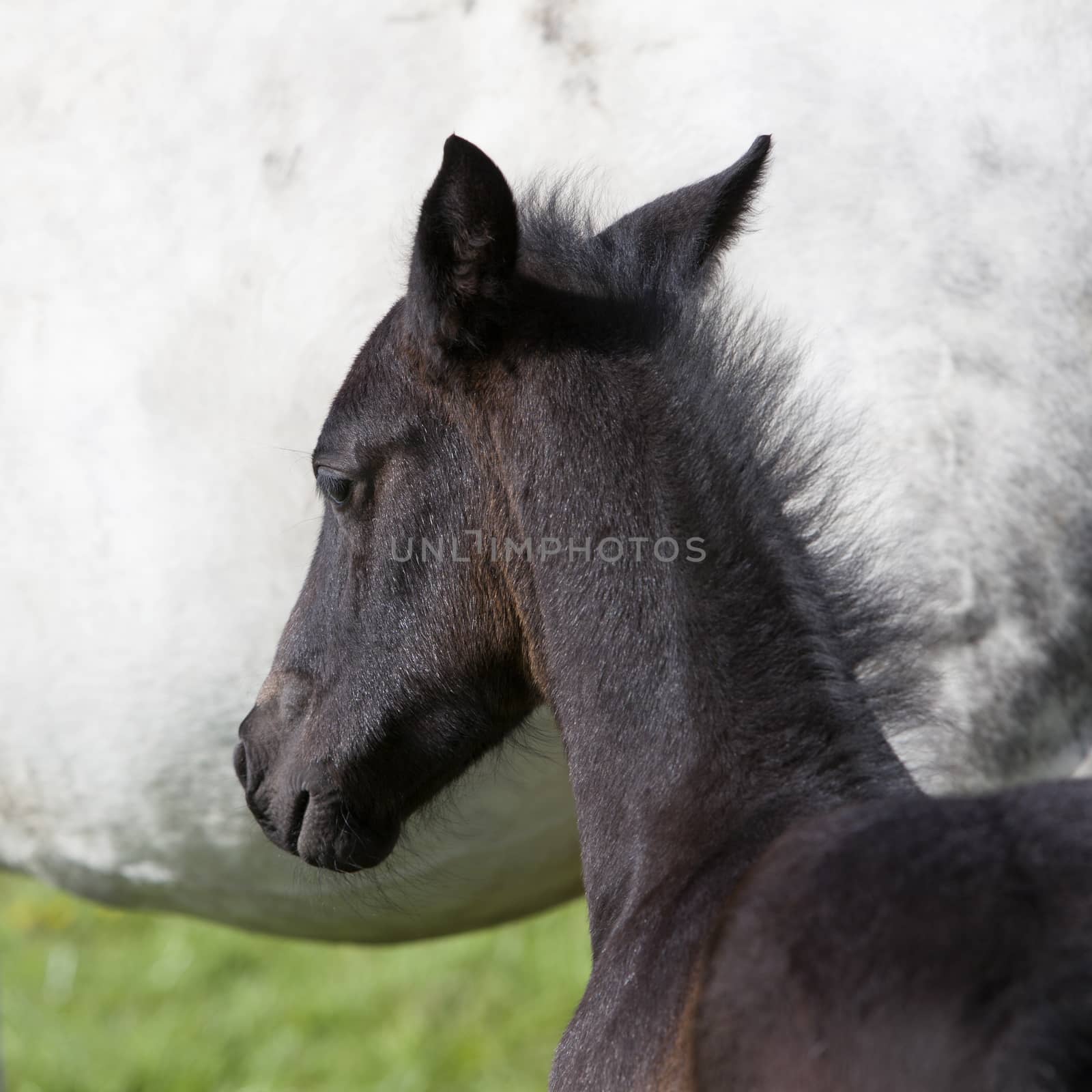 dark brown foal against white background of mare by ahavelaar