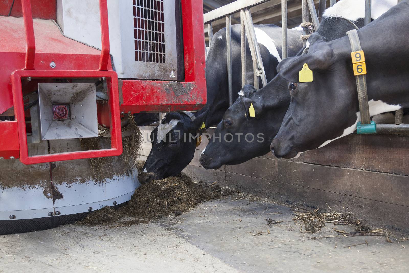 black and white cows in stable reach for food from red feeding robot