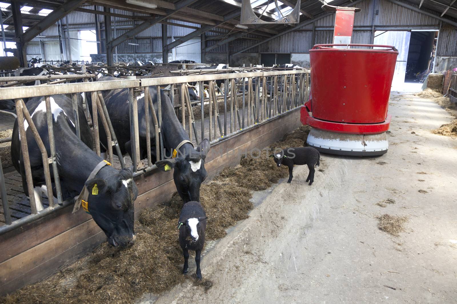 black and white cows in stable feed from feeding robot with lambs watching