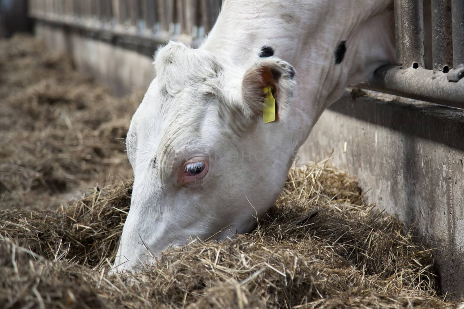white headed cow eats hay in stable