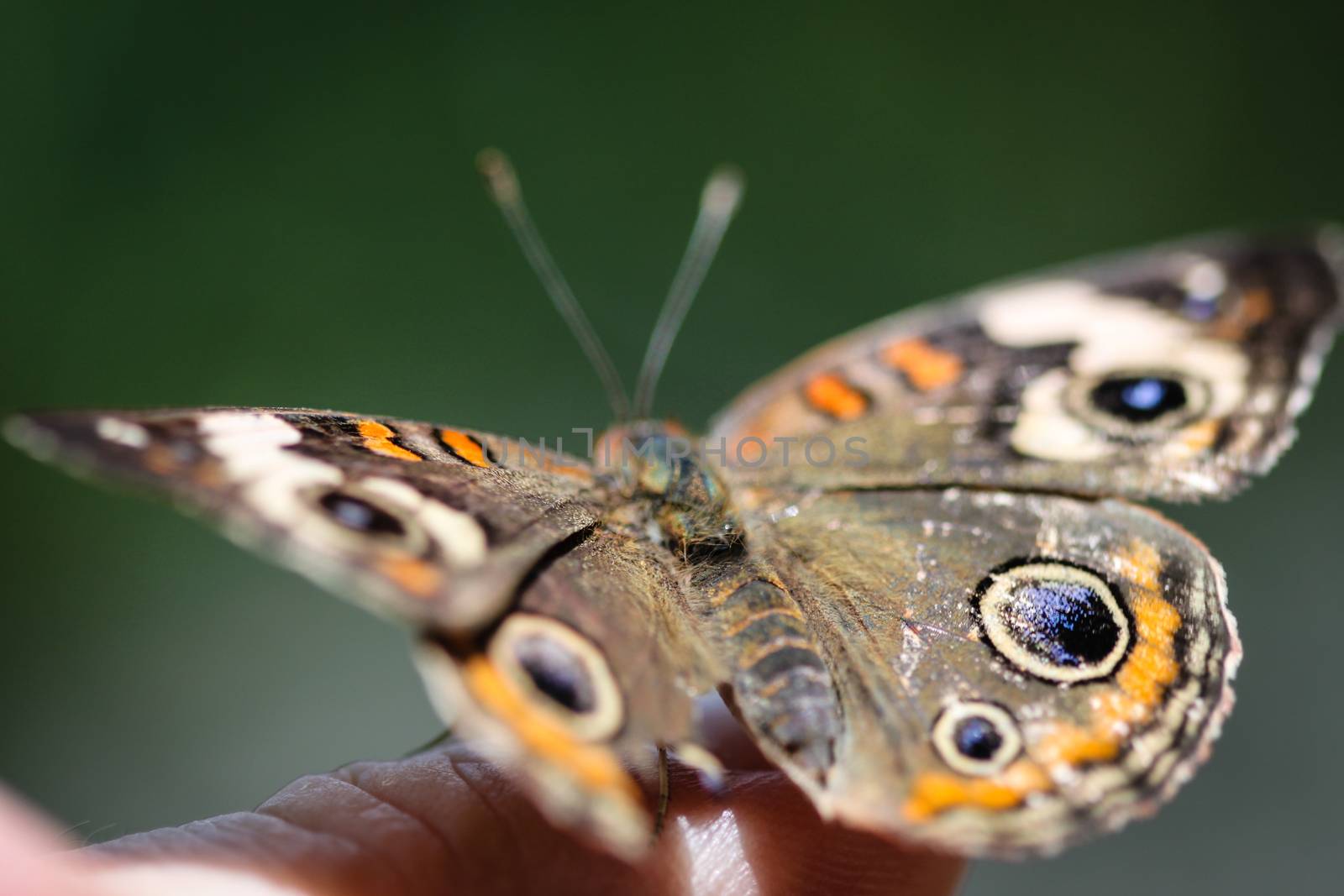 Common Buckeye Junonia Coenia by hlehnerer