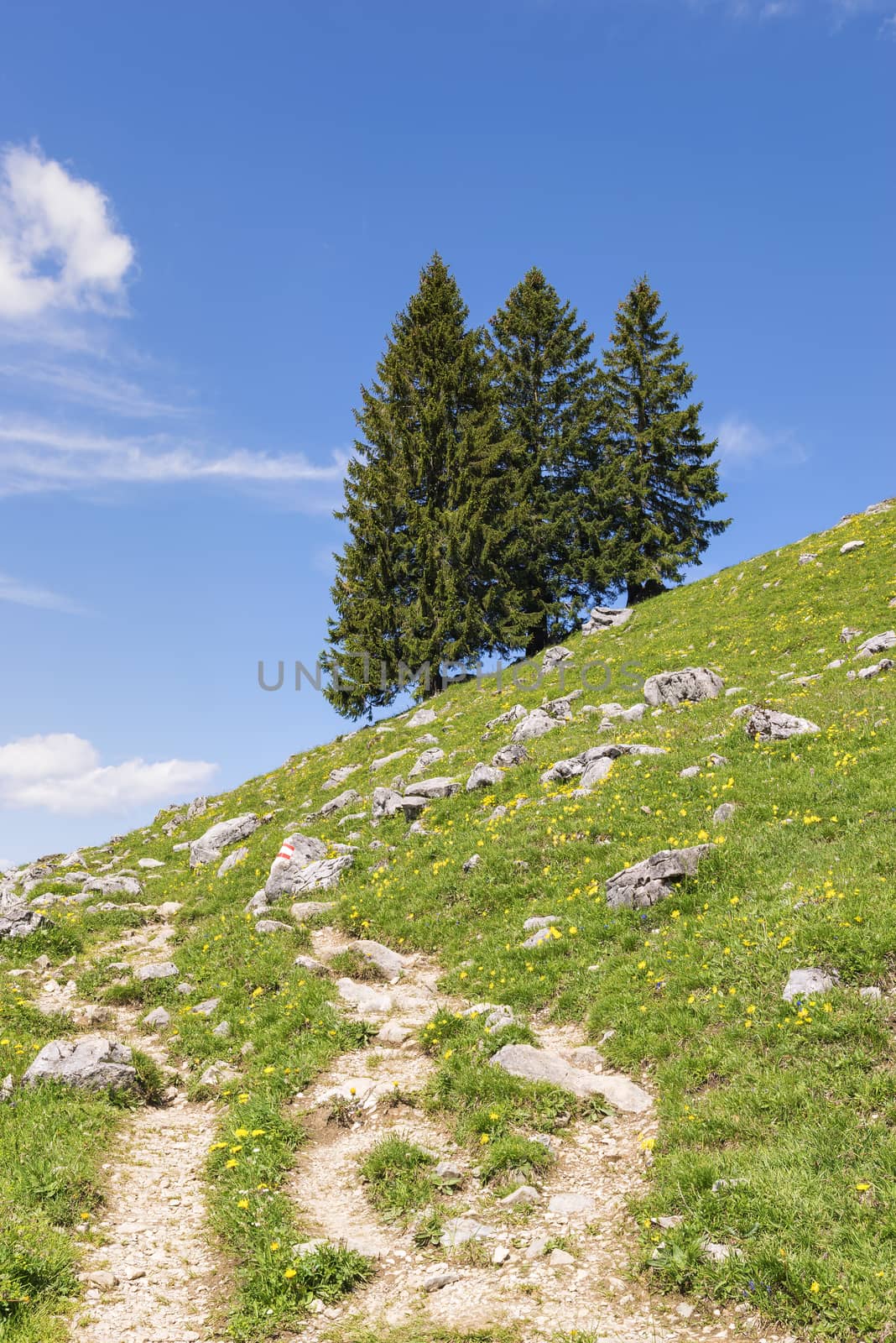 Trees in the mountains of the Bavarian Alps, Germany