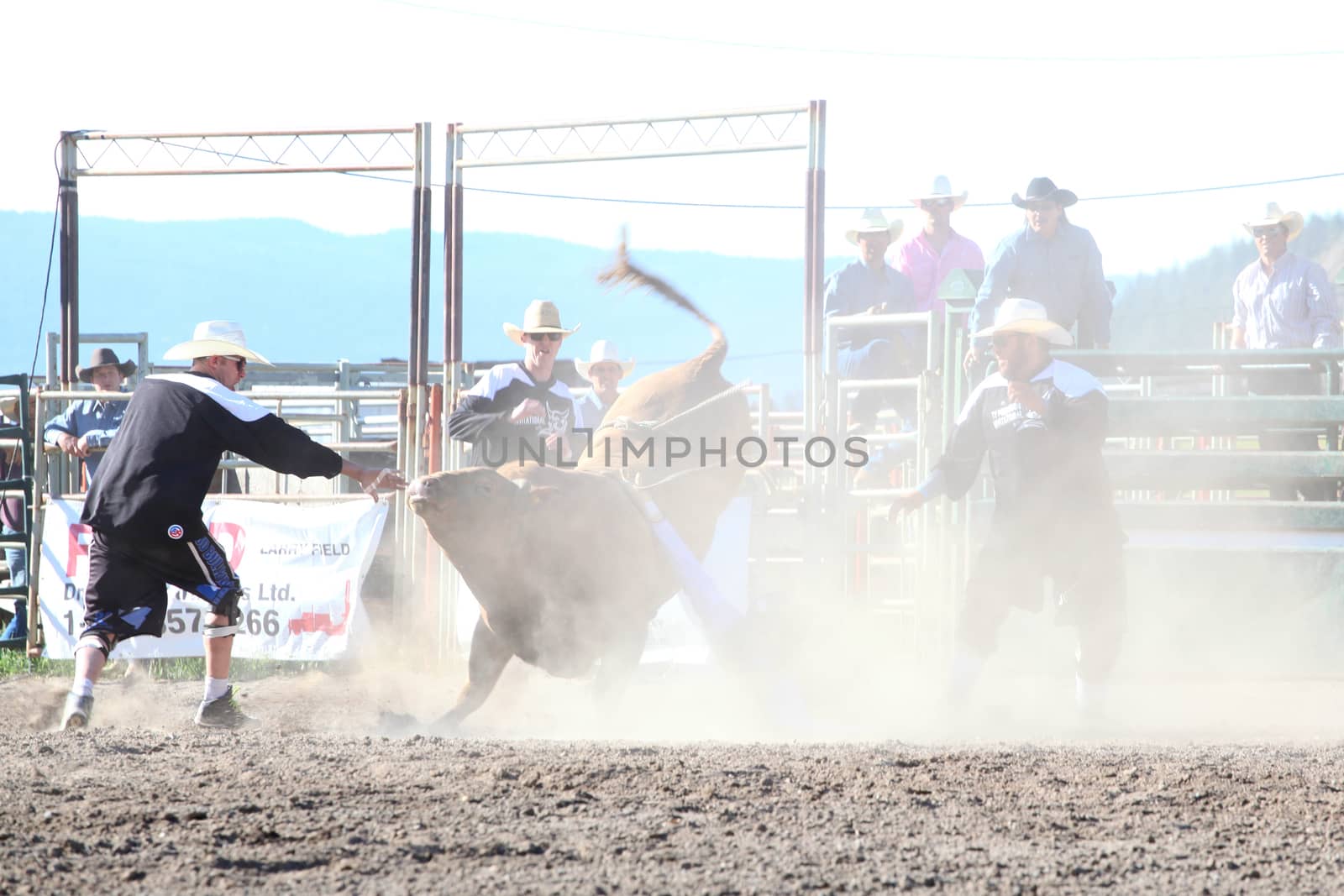 MERRITT, B.C. CANADA - May 30, 2015: Bull rider riding in the first round of The 3rd Annual Ty Pozzobon Invitational PBR Event.
