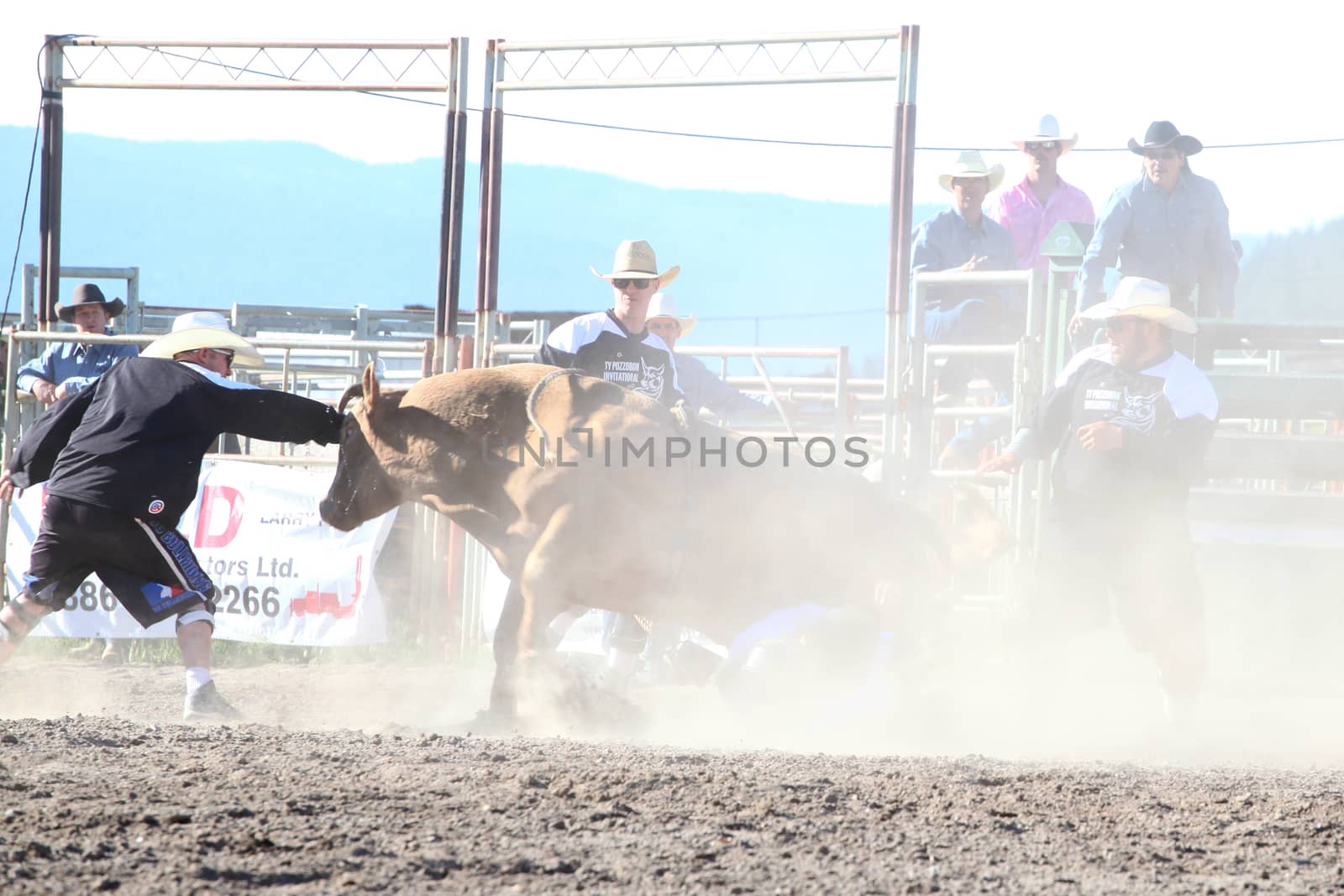 MERRITT, B.C. CANADA - May 30, 2015: Bull rider riding in the first round of The 3rd Annual Ty Pozzobon Invitational PBR Event.
