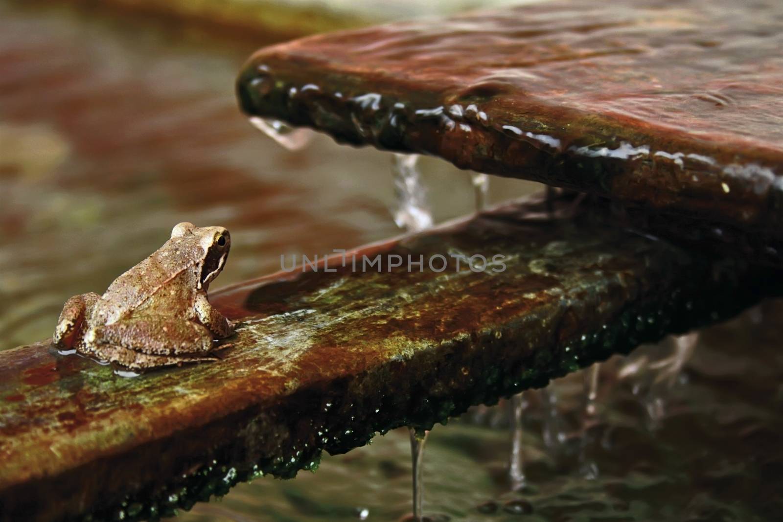 frog near water by EnzoArt